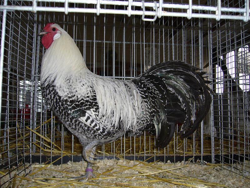 Bezirksschau Luebbecke 260.jpg - Westflische Totleger silber von Carsten Scheding Preis sg 94 Z